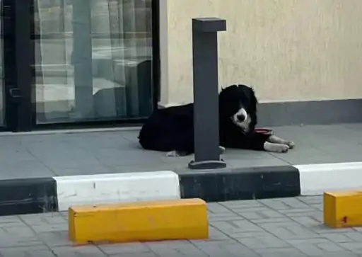 Pets Abandoned as Owners Flee Conflict Zones